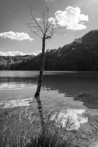 Dead Tree Trunck White Cloud Reflecting Water Surface Plitvice Lakes — Stock Photo, Image