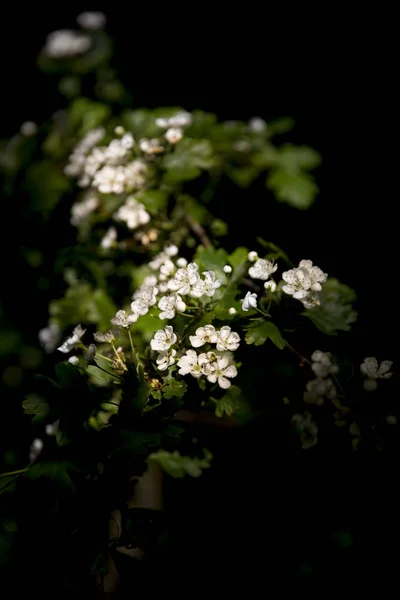 Ramos Com Folhas Verdes Flor Branca Florescendo — Fotografia de Stock