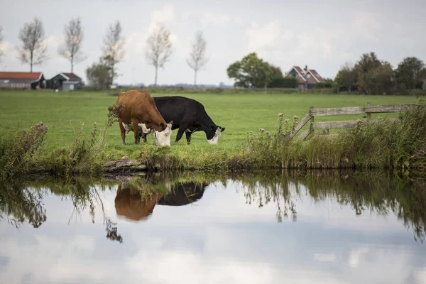 Hollanda Holstein süt tarlada otluyor, Hollanda