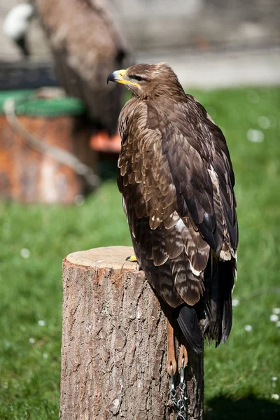 Falconería Pájaro Presa Halcón —  Fotos de Stock