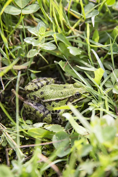Πράσινος Βάτραχος Στο Γρασίδι — Φωτογραφία Αρχείου