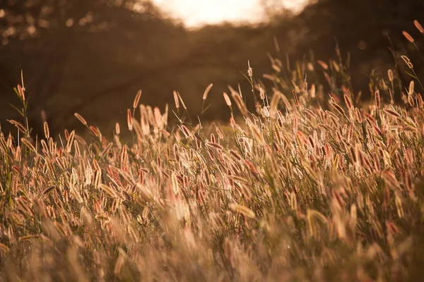 Západ Slunce Afrických Rákosí — Stock fotografie