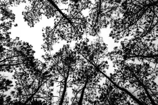 高大松树的光白相间的画面 — 图库照片