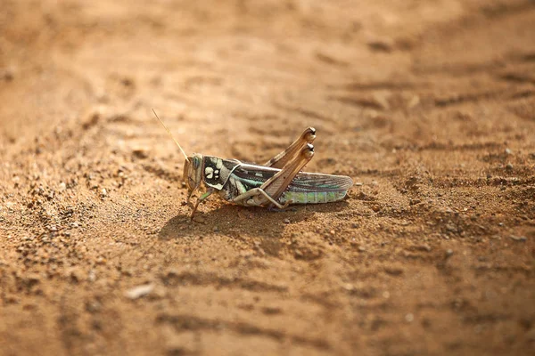 Grasshopper Σενεγάλη Αφρική Κοντινή Προβολή — Φωτογραφία Αρχείου