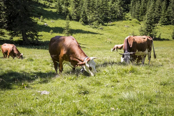 Cows Grazing Bucolic Green Summer Alpine Meadow Swiss Alps Mountain — Stock Photo, Image