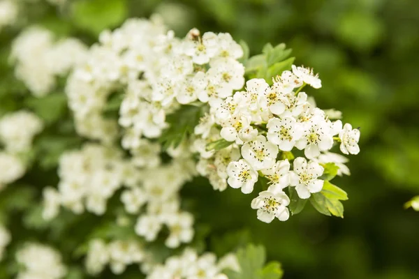 Κοντινό Πλάνο Θάμνο Πράσινα Φύλλα Και Λευκά Λουλούδια Ανθίζουν — Φωτογραφία Αρχείου