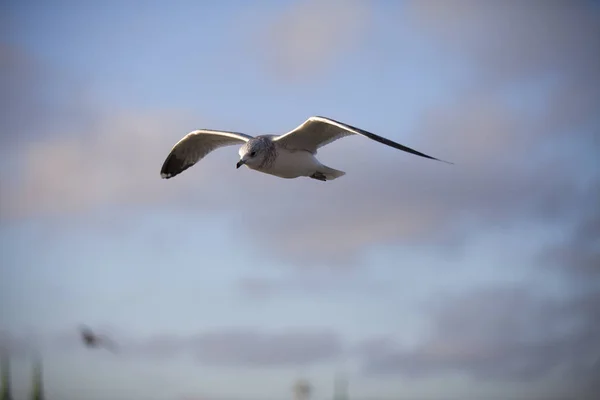Морская Птица Летит Голубом Небе — стоковое фото