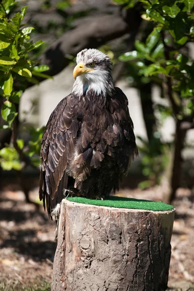 Falconería Pájaro Presa Águila Calva —  Fotos de Stock