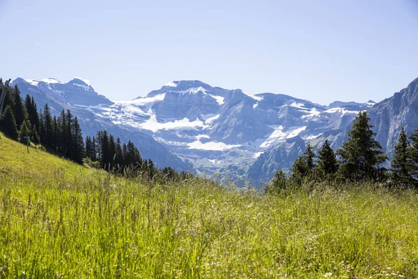 Green Alpine Landscape Summer View Swiss Alps Mountain Massif Canton Stock Photo