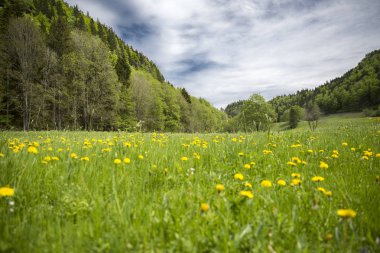 çiçek açan yeşil çayır, İsviçre ile Jura dağının manzara