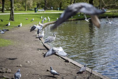 Büyük Mavi Heron (Ardea herodias) parkta etrafında uçan güvercinler tarafından surrpunded