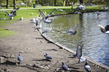 Büyük Mavi Heron (Ardea herodias) parkta etrafında uçan güvercinler tarafından surrpunded