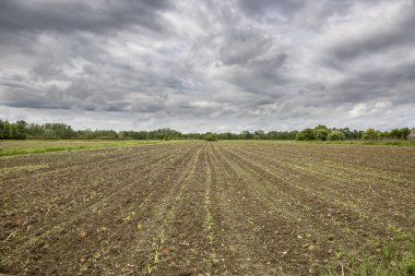 Genç ekinler ve dramatik gri gökyüzü ile Alan, Lonjsko Polje, Hırvatistan