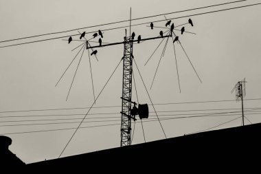 Televizyon anteni üzerine tünemiş karga silueti