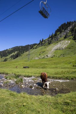 Bukolik yeşil yaz alp çayırı bir nehir dere sini geçen İsviçre, İsviçre Alpleri dağ masifi, kton du Valais, İsviçre