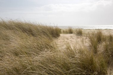Fransa 'nın Vendee şehrinde L' aiguillon sur Mer sahilinde kumullar