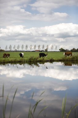 Hollanda Holstein süt tarlada otluyor, Hollanda