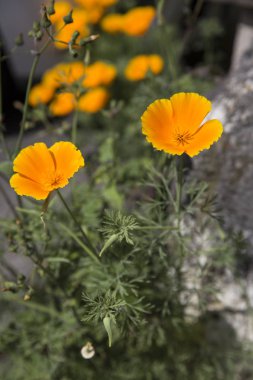 Çiçek açan portakal rengi altın gelincik