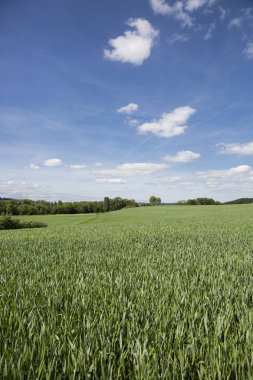 Baharda İsviçre 'de genç ekinlerle birlikte tarım arazileri.
