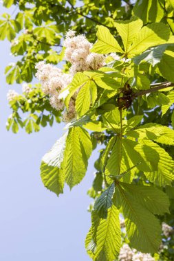Beyaz çiçeklerle çiçek açan çukur ağacı.