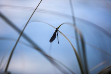 Kök çimen sapında profil yusufçuğu makrosu