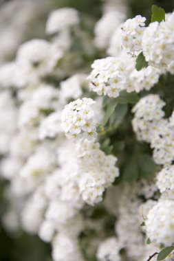 Beyaz Spiraea (Meadowsweet) Çiçekleri