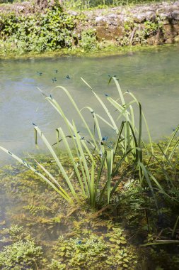 Nehir kenarındaki bir bitkinin yakınında uçan yusufçuklar