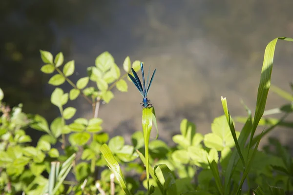 Libellule Bleue Reposant Paisiblement Sur Une Feuille — Photo