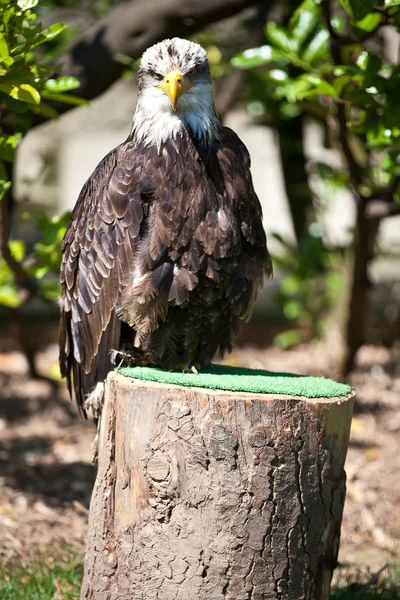 Falconería Pájaro Presa Águila Calva —  Fotos de Stock