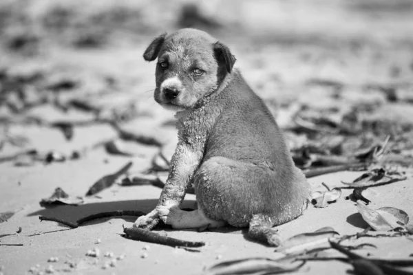 Üzgün bakışlı yavru köpek