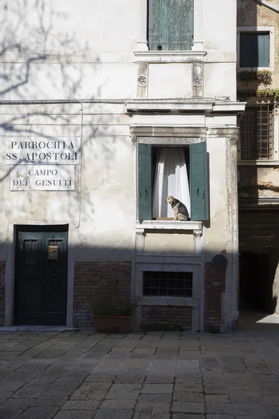 Cane Che Riposa Sotto Sole Una Finestra Venezia — Foto Stock