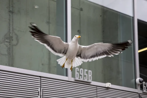 Seagull Motion Flying — стоковое фото