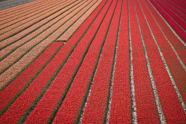 Spring Netherlands Red Orange Tulips Field — Stock Photo, Image