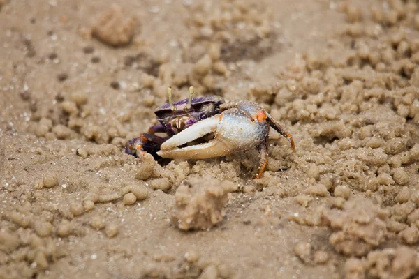 Krab Písečný Houslista Pohled Zblízka — Stock fotografie