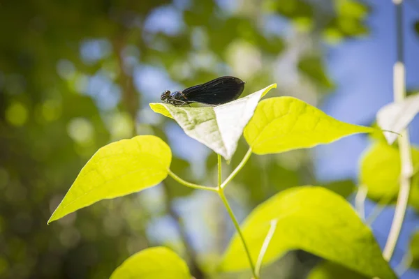 Blaue Libelle Ruht Friedlich Auf Einem Blatt — Stockfoto