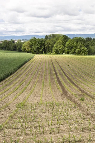 Paisagem Natural Campos Agrícolas Suíça Durante Primavera Com Culturas Jovens — Fotografia de Stock