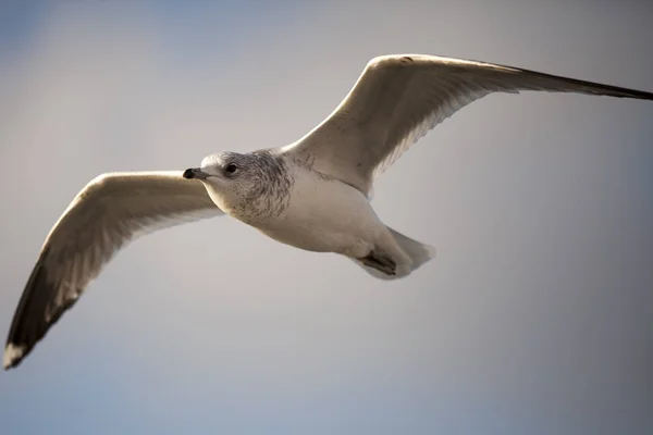 Seabird Flying Blue Sky — Stock Photo, Image