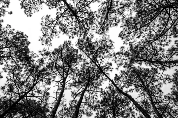松树顶部动态低角度视图 — 图库照片