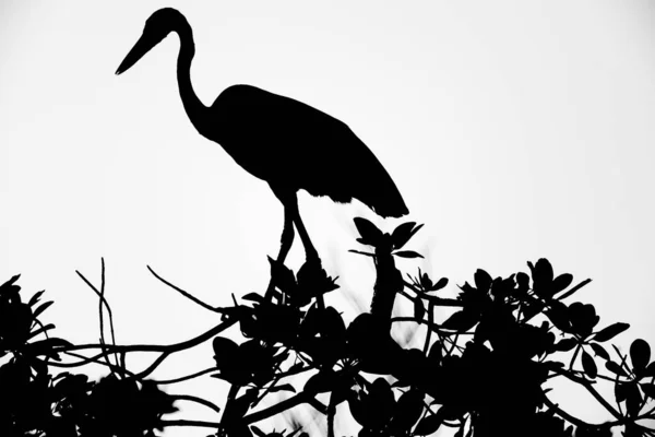 Shadow Egret — стоковое фото