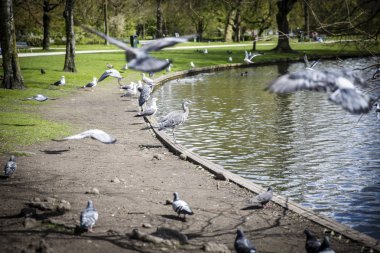 Büyük Mavi Heron (Ardea herodias) parkta etrafında uçan güvercinler tarafından surrpunded