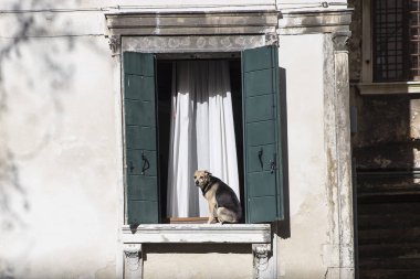 Venedik, İtalya'da bir pencerede güneşin altında dinlenen köpek