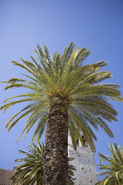 Trogir, Hırvatistan'daki Aziz Dominik manastırı ve kilisesinin Çan kulesinin önündeki palmiye ağacı