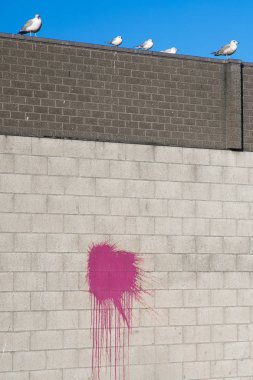 Renkli kırmızı boyalı beton ve tuğla duvar sıçradı, deniz kuşları parlak mavi bir arka planda duvara tünedi.