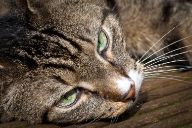 Güneşin altında dinlenen Tekir Kedi