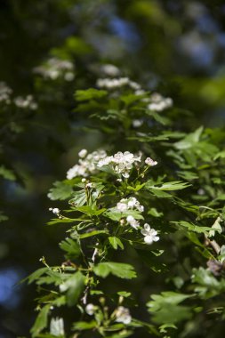Yeşil yapraklı dallar ve açan beyaz çiçekler.