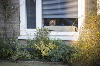 Küçük Yorkshire köpek bir pencerenin arkasından merakla bakıyor, Amsterdam, Hollanda