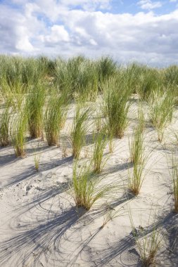 çim ile kum tepeleri ile sahil manzara , Ameland Adası, Hollanda