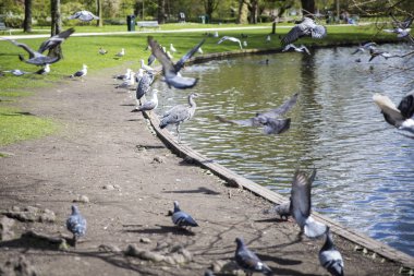 Büyük Mavi Heron (Ardea herodias) parkta etrafında uçan güvercinler tarafından surrpunded