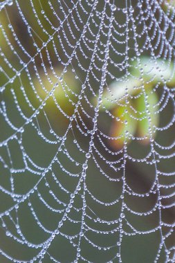 Çimenlerin arasında asılı örümcek ağı Sabah çiğ tanelerinden su damlalarıyla