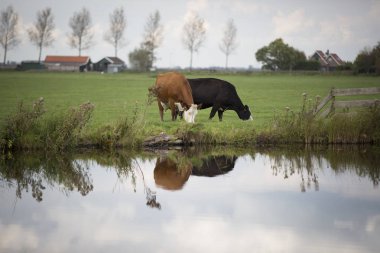 Hollanda Holstein süt tarlada otluyor, Hollanda